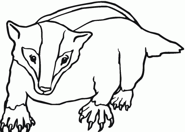 American Badger coloring page image