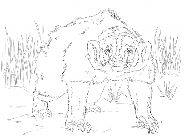 American Badger coloring page image