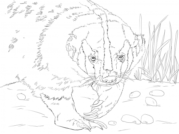 American Badger Head coloring page image