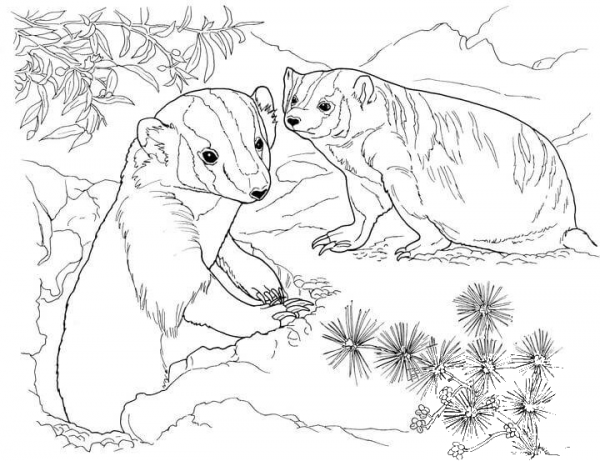 American Badgers In Garden coloring page image
