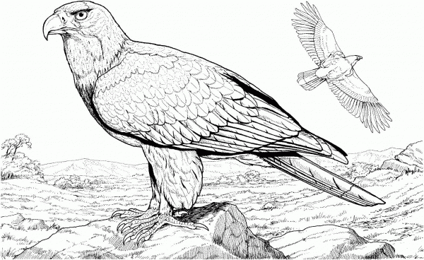 American Bald Eagle coloring page image