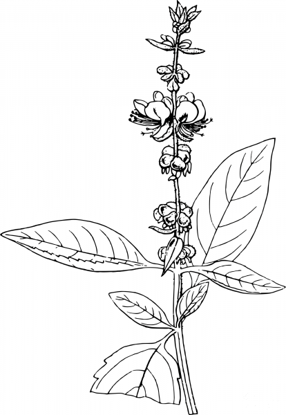 American Basil coloring page image