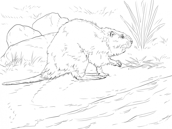 American Beaver coloring page image