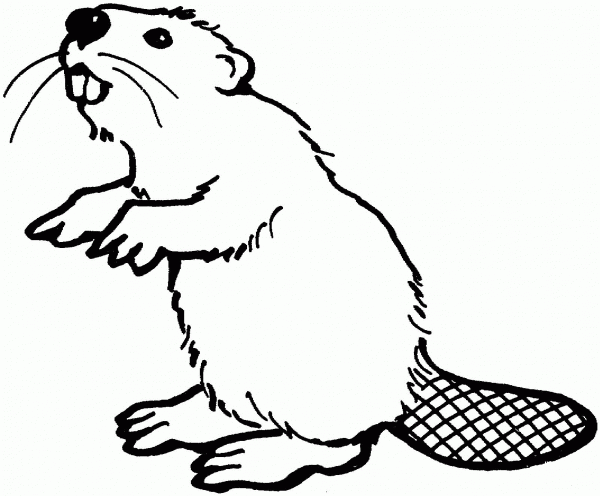 American beaver coloring page image