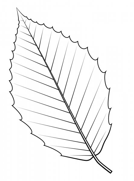 American Beech Leaf coloring page image