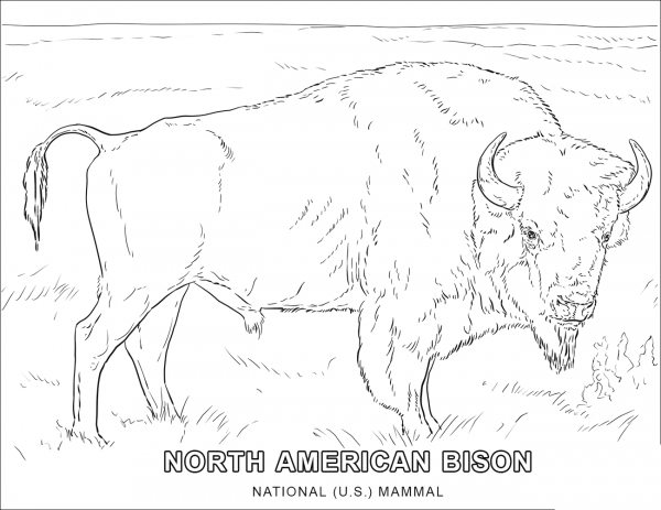American Bison – National U.S. Mammal coloring page image