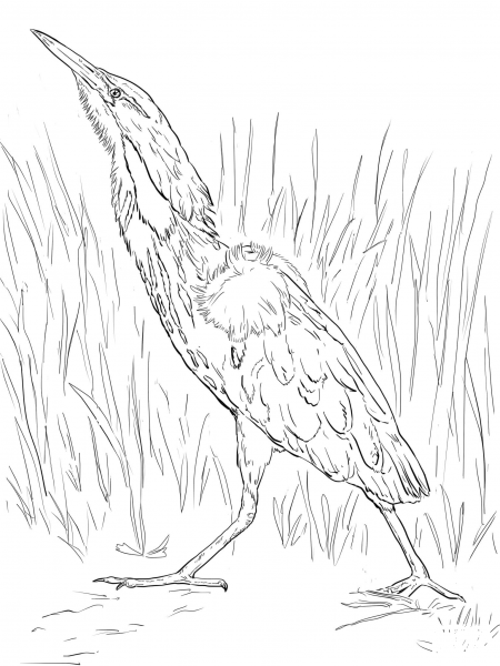 American Bittern coloring page image