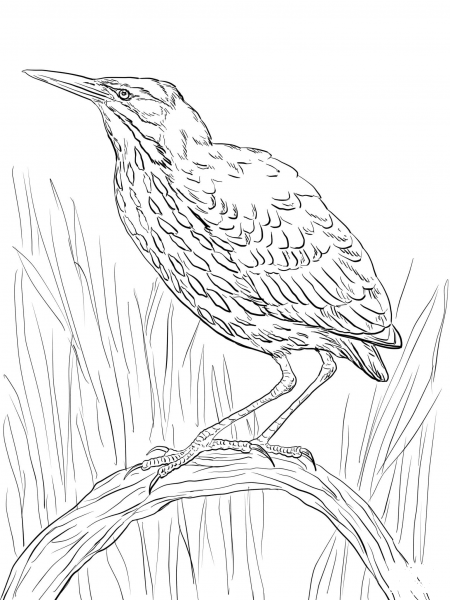 American Bittern Perched on a Branch coloring page image