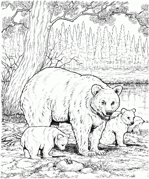 American Black Bear Family coloring page image