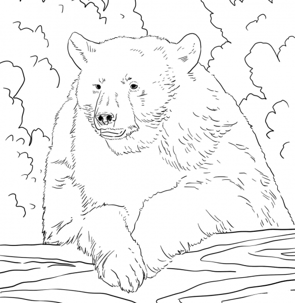 American Black Bear Portrait coloring page image