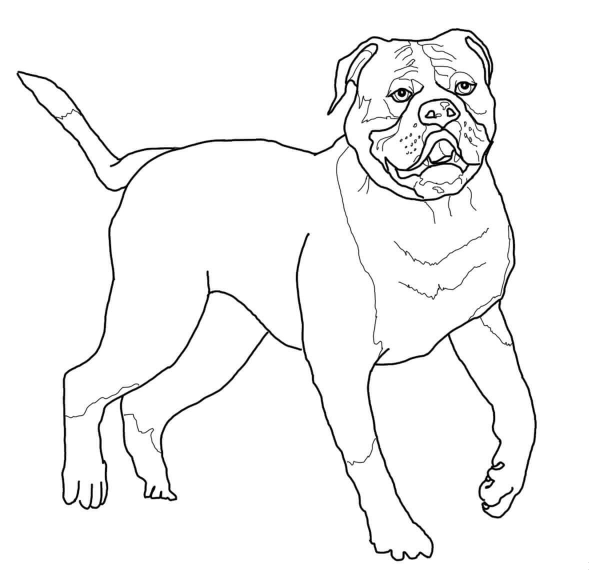 American Bulldog coloring page image