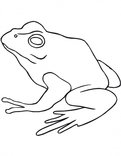 American Bullfrog coloring page image