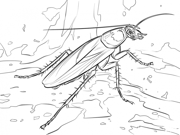American Cockroach coloring page image