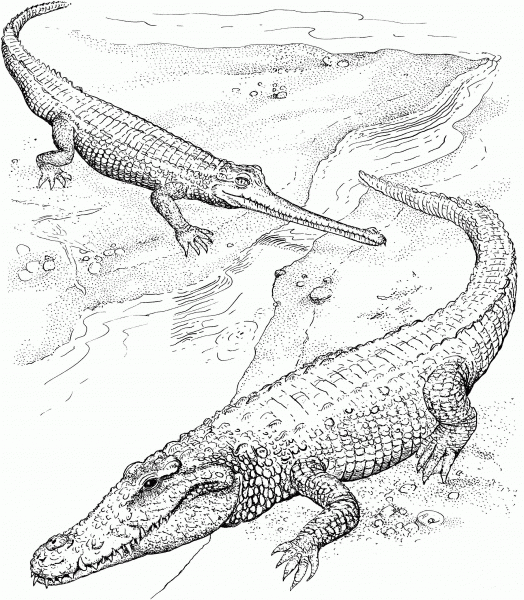 American Crocodile and Indian Gharial coloring page image