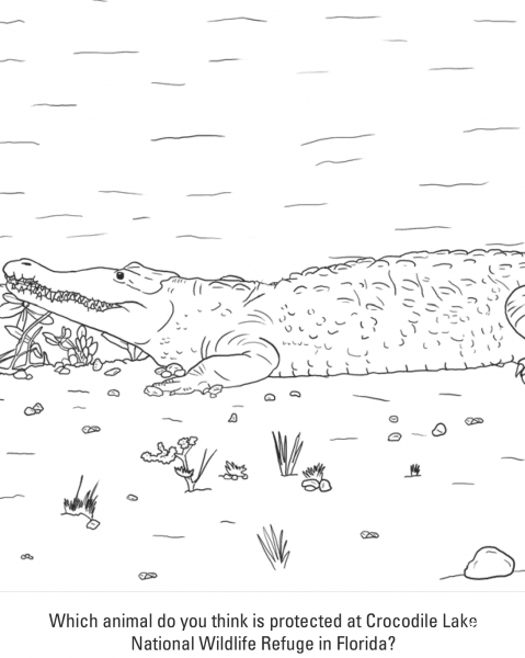 American Crocodile coloring page image