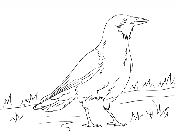 American Crow coloring page image