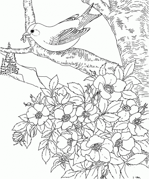 American Eastern Goldfinch Iowa State Bird coloring page image