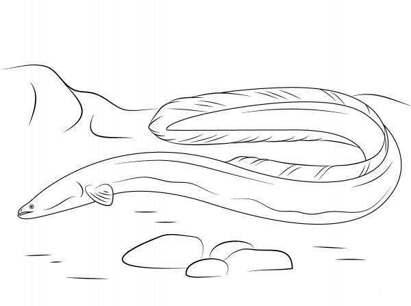 American Eel coloring page image