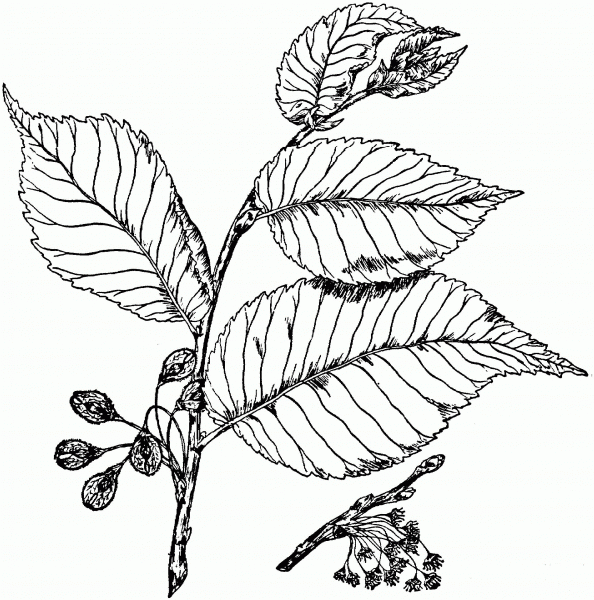 American Elm Branchlet coloring page image