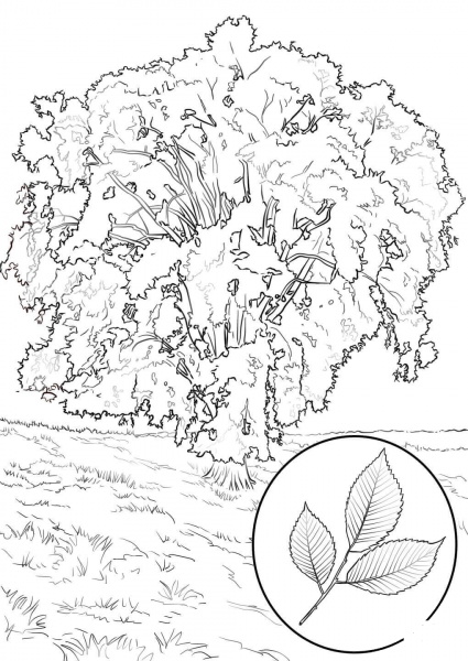 American Elm coloring page image
