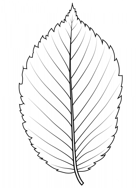 American Elm Leaf coloring page image
