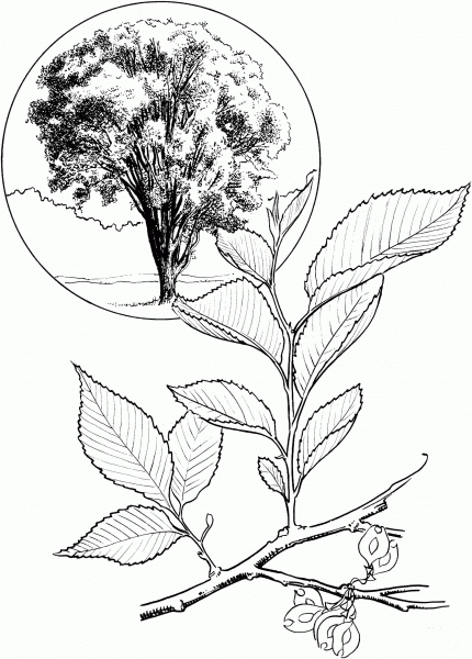 American Elm or White Elm Tree coloring page image