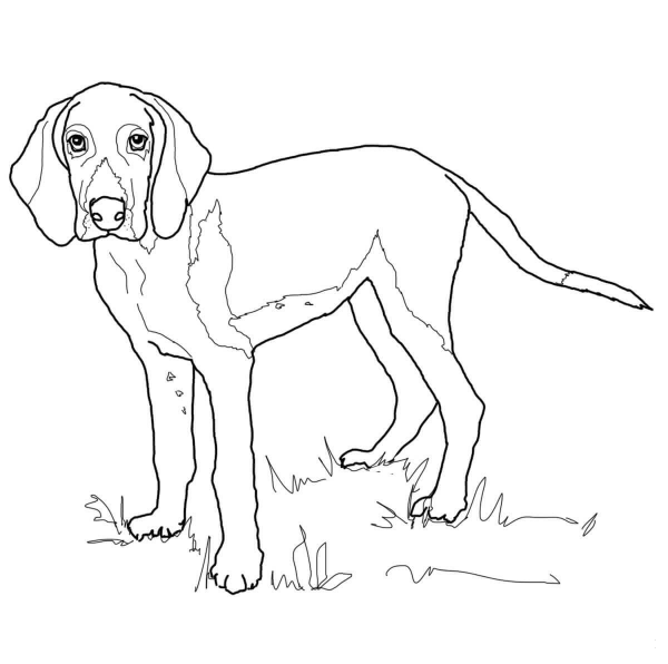 American Foxhound coloring page image
