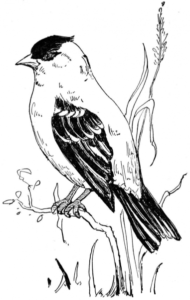 American Goldfinch coloring page image