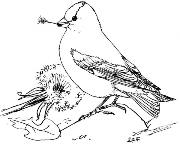 American Goldfinch Feeds Dandelion Seeds coloring page image