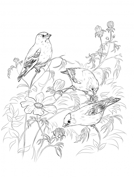 American Goldfinches coloring page image