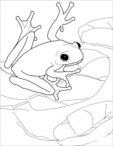 American Green Tree Frog coloring page image