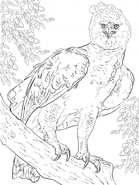 American Harpy Eagle coloring page image