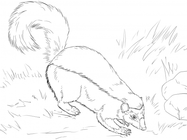 American Hog Nosed Skunk coloring page image