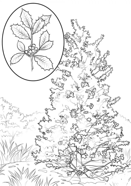American Holly coloring page image