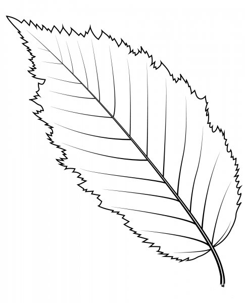 American Hornbeam Leaf coloring page image