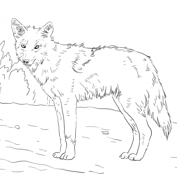 American Jackal Coyote coloring page image
