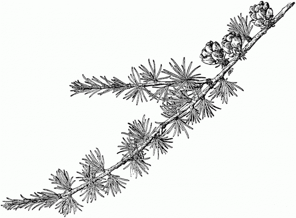 American Larch Branchlet coloring page image