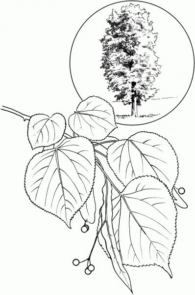 American Linden or Basswood coloring page image