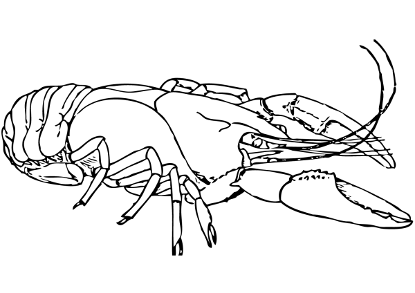 American lobster coloring page image