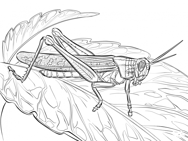 American Locust coloring page image