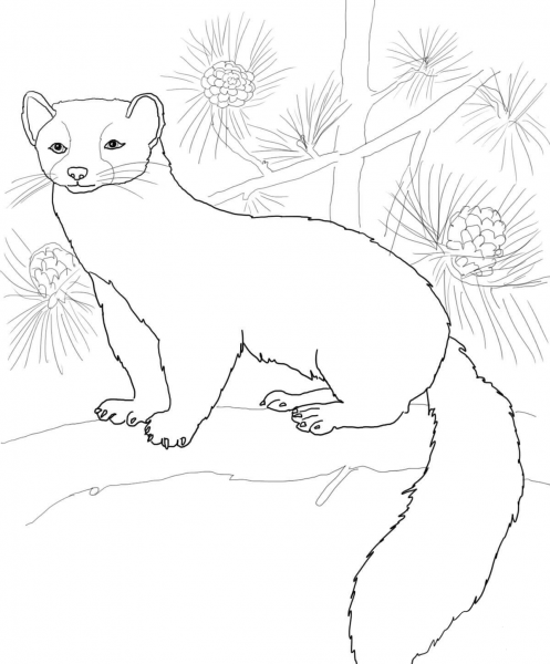 American Marten coloring page image