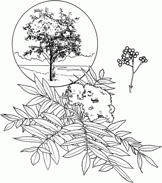 American Mountain Ash coloring page image