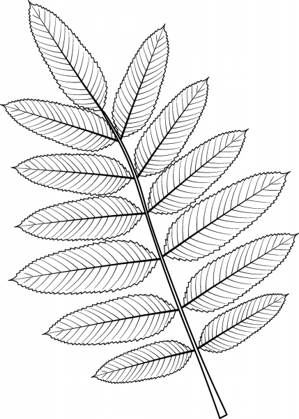 American Mountain Ash Leaf coloring page image