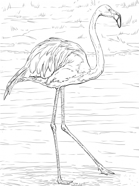 American or Caribbean Flamingo coloring page image