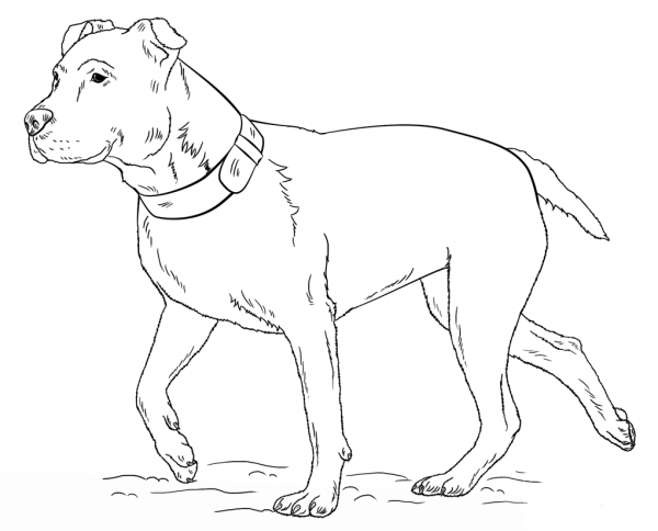 American Pitbull Terrier coloring page image
