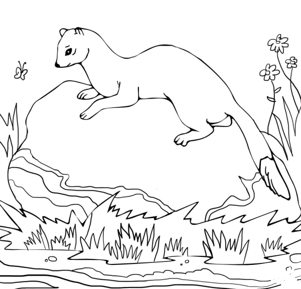 American Polecat coloring page image