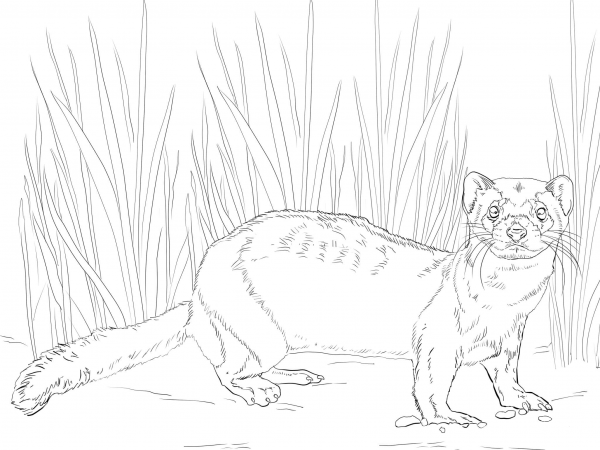 American Polecat or Black Footed Ferret coloring page image