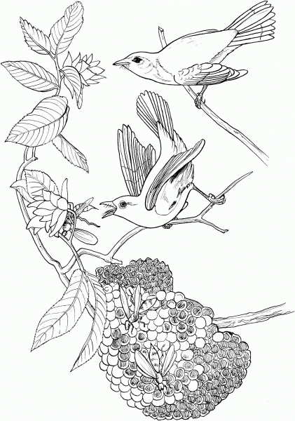 American Redstart Birds and Honeycomb coloring page image