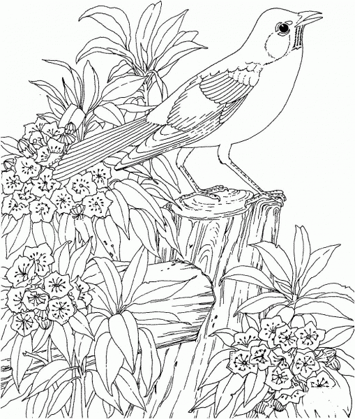 American Robin and Mountain-Laurel Connecticut State Bird and Flower coloring page image