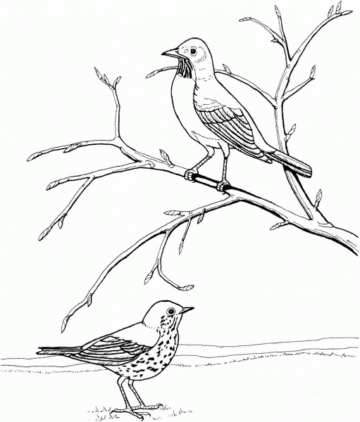 American Robin and Wood Thrush coloring page image